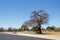 Majestic baobab tree