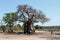 Majestic baobab tree