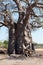 Majestic baobab tree