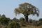 A majestic Baobab tree with its leaves in the early morning spring,Limpopo,South Africa.