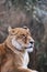 Majestic Barbary male lion perched atop a rocky ledge, gazing with a powerful and regal expression