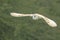 Majestic Barn Owl soaring against the lush greenery of trees and bushes below