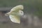 Majestic Barn Owl soaring through the sky, surveying its surroundings with its sharp eyes