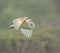 Majestic Barn Owl soaring through the sky, surveying its surroundings with its sharp eyes