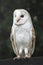 Majestic barn owl (Tyto alba) perched on a tree branch