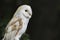 Majestic barn owl (Tyto alba) perched on a tree branch