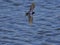 Majestic barn swallow (Hirundo rustica) bird flying freely over a tranquil lake