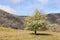 Majestic Basque Peaks: Enchanting Image of Trees Amidst the Serene Mountain Landscape in Basque Country