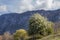 Majestic Basque Peaks: Enchanting Image of Trees Amidst the Serene Mountain Landscape in Basque Country