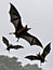 Majestic Bats in Flight A Captivating Black and White Close up.AI Generated