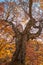 Majestic beech tree in autumn with rays of sun