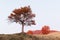 Majestic beech tree with orange beams at autumn mountains