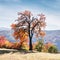 Majestic beech tree with orange beams at autumn mountains