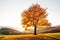 Majestic beech tree with sunny beams at autumn mountains