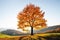 Majestic beech tree with sunny beams at autumn mountains