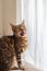 A majestic Bengal cat licks its lips by a gauzy curtain, embodying the essence of feline sophistication and taste