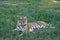 Majestic Bengal tiger lounging in a lush green meadow.