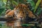 Majestic Bengal Tiger Lying on a Log in Verdant Jungle with Reflection in Water
