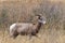 Majestic bighorn ewe.