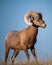 Majestic Bighorn Sheep Standing Guard Over His Territory