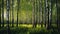 Majestic Birch Forest: A Painterly Tribute To Nature\\\'s Beauty