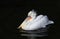 Majestic bird Dalmatian Pelican white matter floating on the da