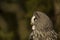 Majestic bird of prey, Great grey owl, Strix nebulosa perched on branch in autumn forest