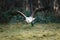 Majestic bird is soaring majestically against a backdrop of lush trees, its wings outstretched