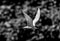 Majestic bird Tern (Sternidae) with a wide wingspan soars over a forest in black and white