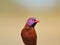 Majestic Birds - Violet-eared Waxbill