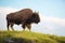 majestic bison bull standing atop a prairie hill