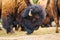 Majestic Bison Grazing on Dry Grass - Detailed Close-up Wildlife Photography