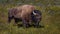 Majestic bison in a meadow, surrounded by vibrant wildflowers