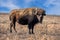 Majestic bison stands in a lush field.