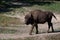 Majestic bison walking in a lush green forest area