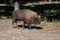 Majestic bison walking in a lush green forest area