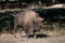 Majestic bison walking in a lush green forest area