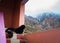 Majestic black and brown Himalayan shepherd dog gazing through window at Uttarakhand\'s mountains, India. Captivating scene