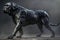 Majestic Black Cane Corso Dog in Dynamic Pose on Mysterious Foggy Background, Purebred Canine Strength