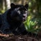 The Majestic Black Jaguar in the Forest