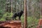 A Majestic Black LabradorRetriever Dog Stands atop a fallen redwood tree