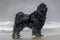 Majestic Black Newfoundland Dog Standing Proudly on a Beach with Waves in the Background under Overcast Sky