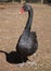 Majestic Black Swan, Cygnus atratus. Close up Portrait. Australia.