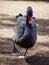Majestic Black Swan, Cygnus atratus. Close up Portrait. Australia.