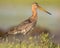 Majestic Black-tailed Godwit wader bird