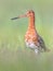 Majestic Black-tailed Godwit wader bird looking in the camera