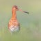 Majestic Black-tailed Godwit wader bird looking in the camera