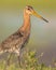 Majestic Black-tailed Godwit wader bird looking in the camera