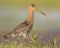 Majestic Black-tailed Godwit wader bird walking while looking in