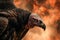 Majestic Black Vulture Close up with Intense Fiery Background, Symbol of Power and Survival